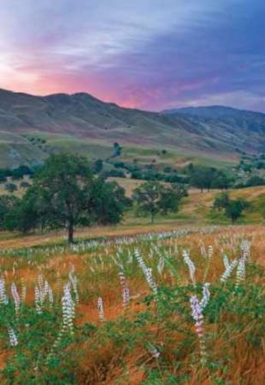 Caliente Bodfish II Poster Print by Mark Geistweite - Item # VARPDXPSGWT109